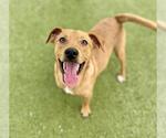 Small #1 Labrador Retriever Mix
