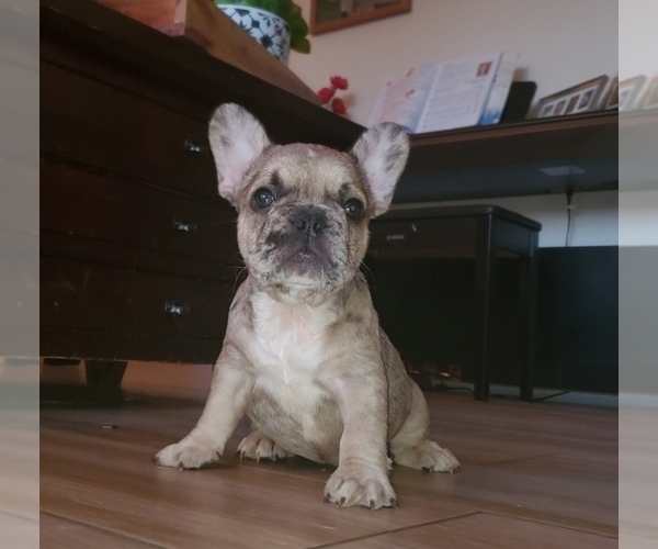 Medium Photo #4 French Bulldog Puppy For Sale in N LAS VEGAS, NV, USA