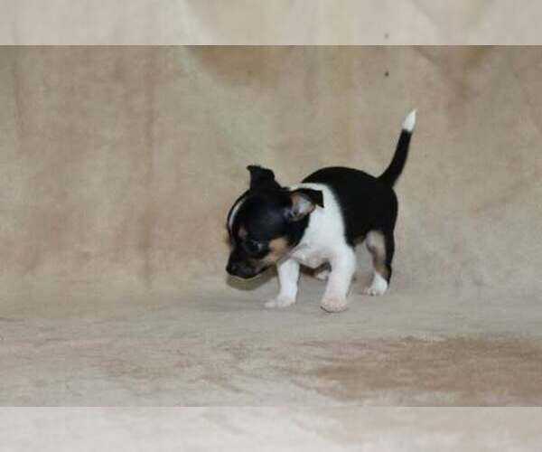Medium Photo #14 Chihuahua Puppy For Sale in HUDSONVILLE, MI, USA