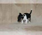 Small Photo #14 Chihuahua Puppy For Sale in HUDSONVILLE, MI, USA