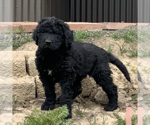 Newfypoo Puppy for sale in WESTON, OR, USA