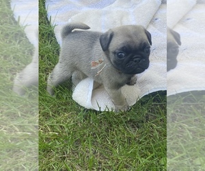 Pug Puppy for sale in HOWELL, MI, USA