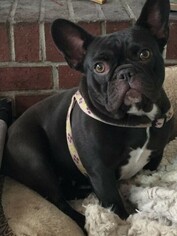 Mother of the French Bulldog puppies born on 09/01/2018