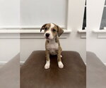 Small Boxador