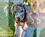 Small #5 Daniff-Neapolitan Mastiff Mix