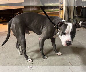 American Pit Bull Terrier-Unknown Mix Dogs for adoption in Virginia Beach, VA, USA