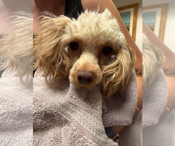 Medium Photo #2 Poodle (Miniature) Puppy For Sale in Holly Springs, NC, USA
