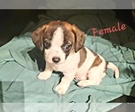 Small #3 Jack Russell Terrier-Shih Tzu Mix