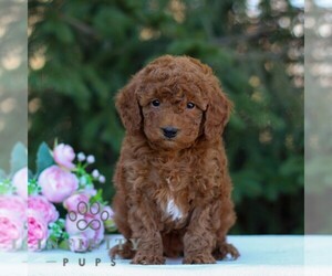 Goldendoodle (Miniature) Puppy for sale in EAST EARL, PA, USA