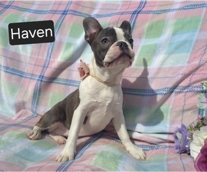 Faux Frenchbo Bulldog Puppy for sale in MINERAL WELLS, WV, USA