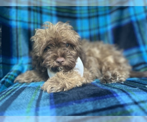 Medium Photo #7 ShihPoo Puppy For Sale in LAKELAND, FL, USA