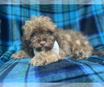 Small #6 ShihPoo