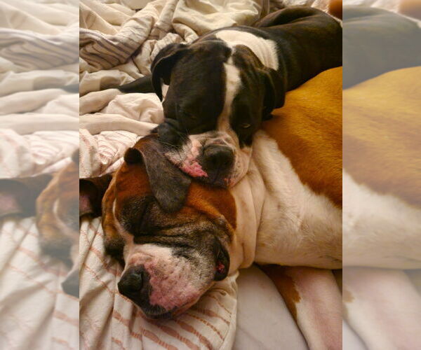 Medium Photo #2 Boxer Puppy For Sale in Austin, TX, USA