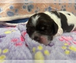 Small Photo #7 Cocker Spaniel Puppy For Sale in MARTIN, GA, USA