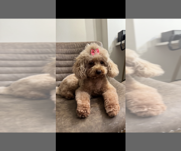 Medium Photo #1 Poodle (Toy) Puppy For Sale in CARMICHAEL, CA, USA