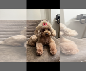 Father of the Poodle (Toy) puppies born on 10/02/2026