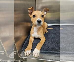 Labrador Retriever-Unknown Mix Dogs for adoption in The Woodlands, TX, USA