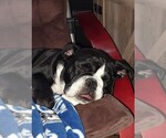 Small Photo #3 English Bulldog Puppy For Sale in LA PINE, OR, USA