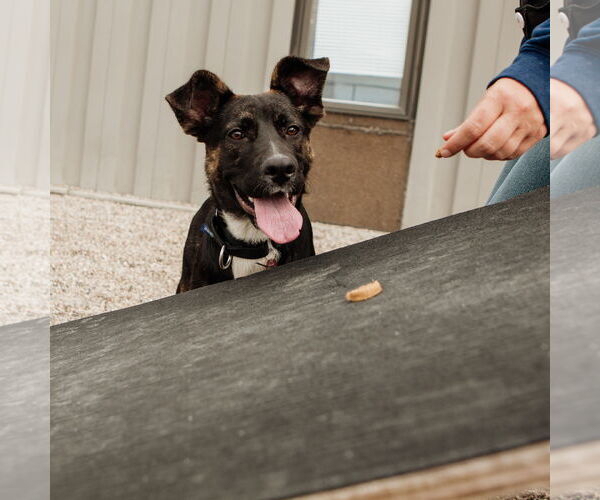 Medium Photo #34 American Pit Bull Terrier-German Shepherd Dog Mix Puppy For Sale in Fargo, ND, USA