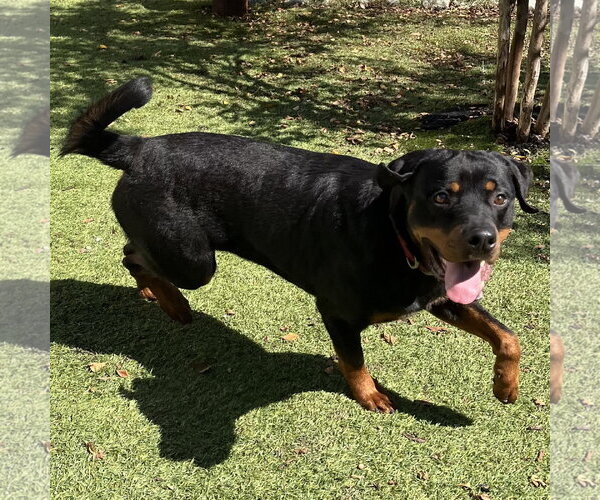 Medium Photo #4 Rottweiler Puppy For Sale in Mooresville, NC, USA