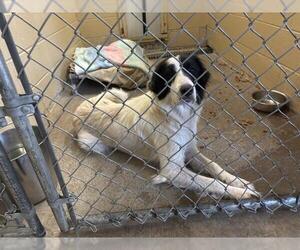 Border Collie-Unknown Mix Dogs for adoption in Waco, TX, USA