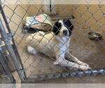 Small Border Collie Mix