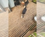 Small #3 German Shepherd Dog