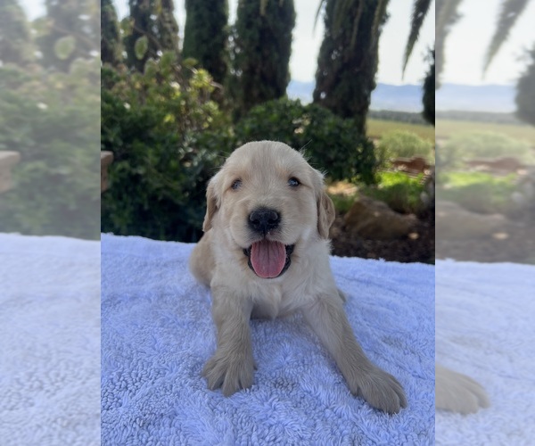 Medium Photo #3 Golden Retriever Puppy For Sale in GREENFIELD, CA, USA