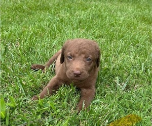 Chesapeake Bay Retriever Puppy for sale in COOKEVILLE, TN, USA