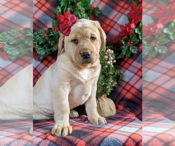 Medium Photo #4 Labrador Retriever Puppy For Sale in CHRISTIANA, PA, USA