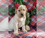 Small Photo #4 Labrador Retriever Puppy For Sale in CHRISTIANA, PA, USA