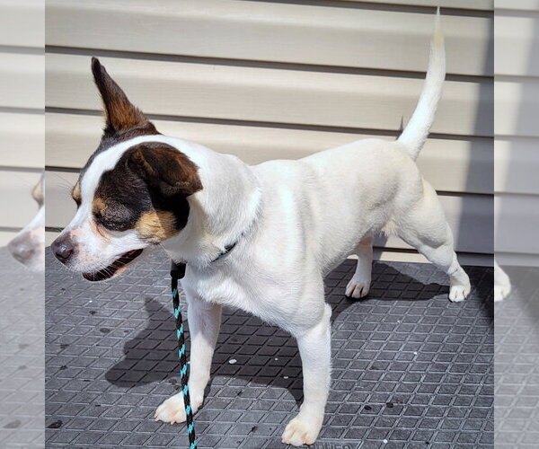 Medium Photo #2 Rat Terrier Puppy For Sale in Atlanta, GA, USA