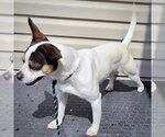 Small #1 Rat Terrier