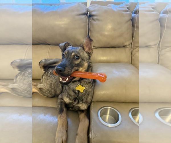 Medium Photo #10 Mutt Puppy For Sale in Sandy, UT, USA