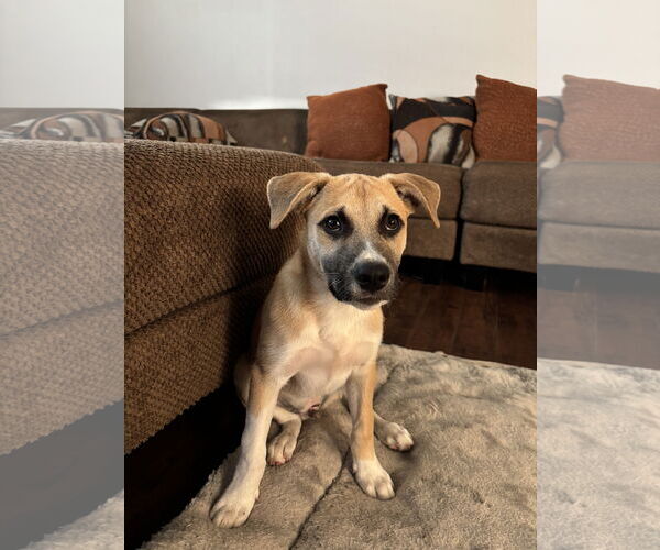 Medium Photo #3 Mutt Puppy For Sale in Menifee, CA, USA