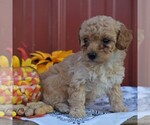 Small Photo #4 Poodle (Standard) Puppy For Sale in WOODWARD, PA, USA