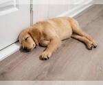 Small Photo #13 Catahoula Leopard Dog-Goldendoodle Mix Puppy For Sale in CLEVES, OH, USA