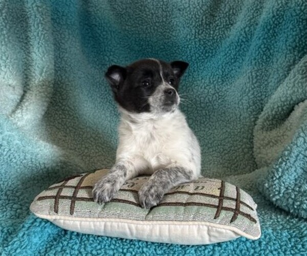 Medium Photo #3 Pomeranian Puppy For Sale in CURTISS, WI, USA