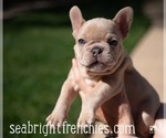 Puppy Peanut French Bulldog