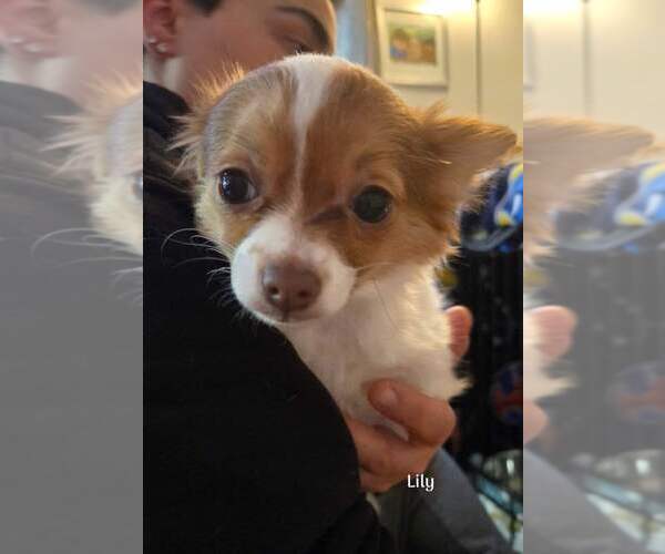 Medium Photo #1 Chihuahua Puppy For Sale in New York, NY, USA