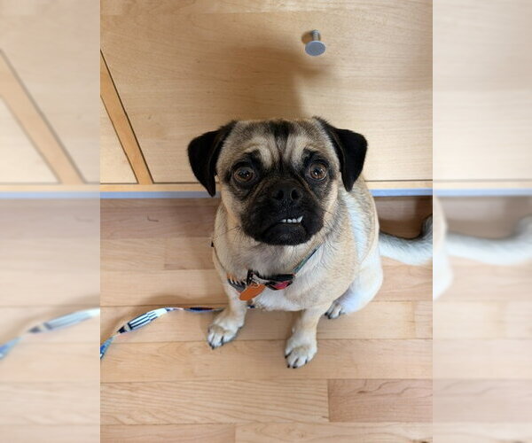 Medium Photo #1 Pug-Unknown Mix Puppy For Sale in Bellevue, WA, USA