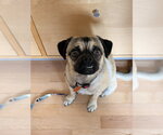 Small Pug Mix