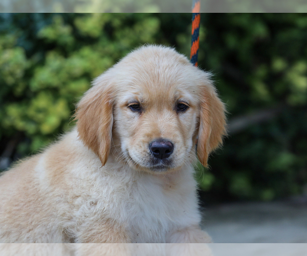Medium Photo #5 Golden Retriever Puppy For Sale in LIBERTY, KY, USA
