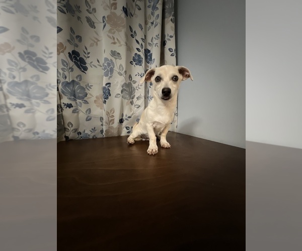 Medium Photo #33 Chihuahua Puppy For Sale in DURHAM, CT, USA