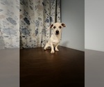 Small #32 Chihuahua