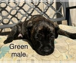 Small Photo #22 Presa Canario Puppy For Sale in LEVITTOWN, PA, USA