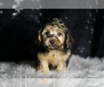 Puppy Mookie YorkiePoo