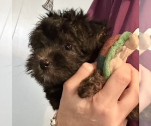 Poodle (Toy)-Yorkshire Terrier Mix Puppy for sale in VIRGINIA BEACH, VA, USA