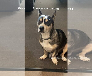 Mutt Dogs for adoption in Woodland, CA, USA