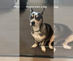 Boss - Male Mutt Dog for Adoption - Small photo